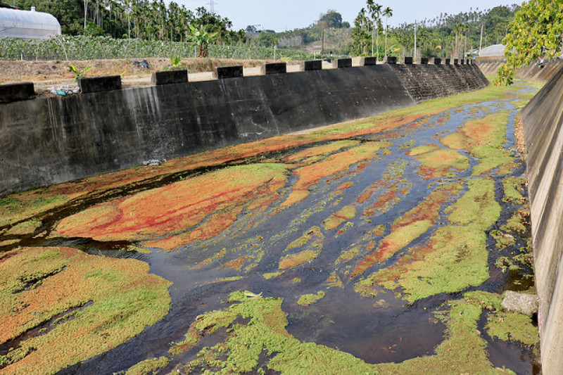 【嘉義旅遊】仁義潭水庫(溢洪道) 滿江紅-隱藏版秘境 海藻地圖