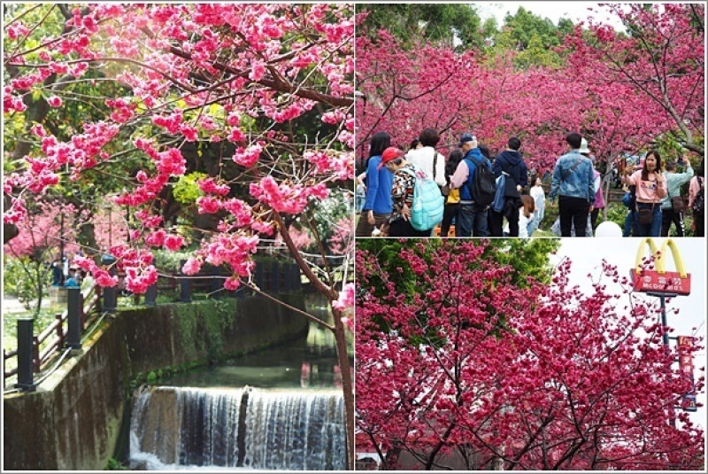桃園中壢｜莒光公園．中壢免費賞櫻景點！八重櫻綻開～