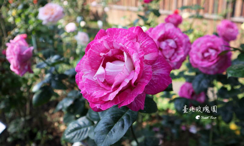【台北景點】臺北玫瑰園 - 花博公園新生園區 / 玫瑰花爭豔飄花香 / 賞花還能看飛機  / 免費親子景點 / 林安泰古厝旁