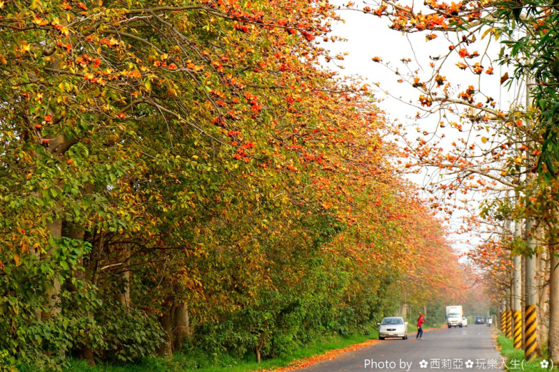 【彰化。埤頭鄉】三月火紅綻放木棉花真的是美極了，讓我們走一趟『東螺溪木棉花道』賞花趣吧！(賞花日期：106/3/22)※東螺溪木棉道屬一般道路，來往大型車輛頗多，賞花之餘一定要注意自身安全※