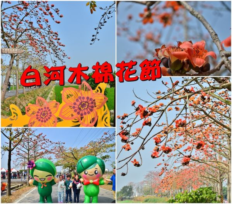 【台南白河區】2017白河木棉花節，漫步在浪漫的木棉花道