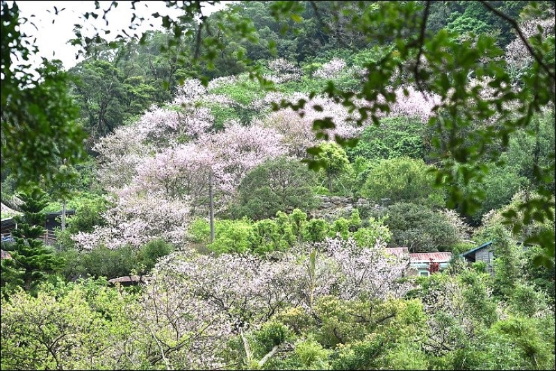 《魔鬼甄花瘋玩台灣》陽明山吉野櫻秘境四連發~入園總量管制橘咖啡+內厝溪櫻木花廊+東方寺+蔡博士的家(2017/4/13花況更新)
