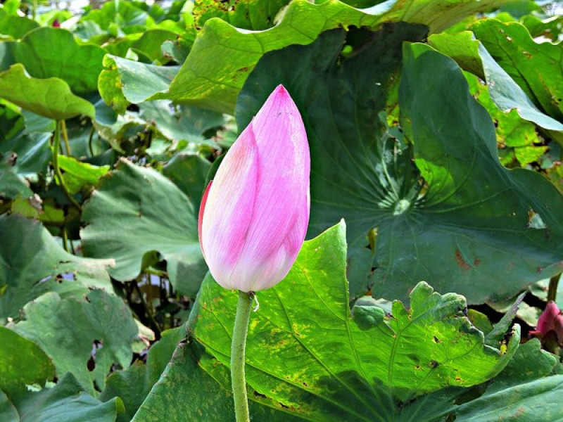 【2017觀音蓮花季】荷浪桃桃。樂遊蓮池．獨家大宅門布袋戲變臉秀              