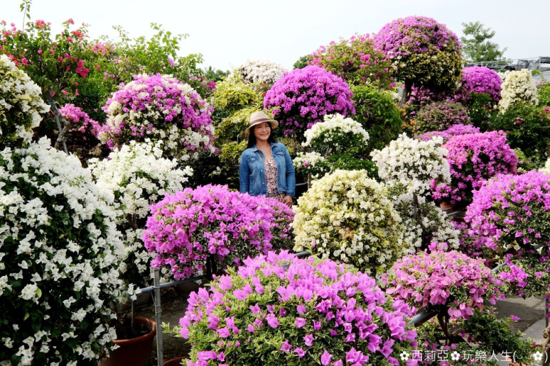 【彰化。田尾鄉】少女們朝聖IG打卡熱門景點，！『輝豐園藝-九重葛之家』五彩繽紛花花世界保證絕對可以讓大家拍好又拍滿啊。(花況106/11/05)
