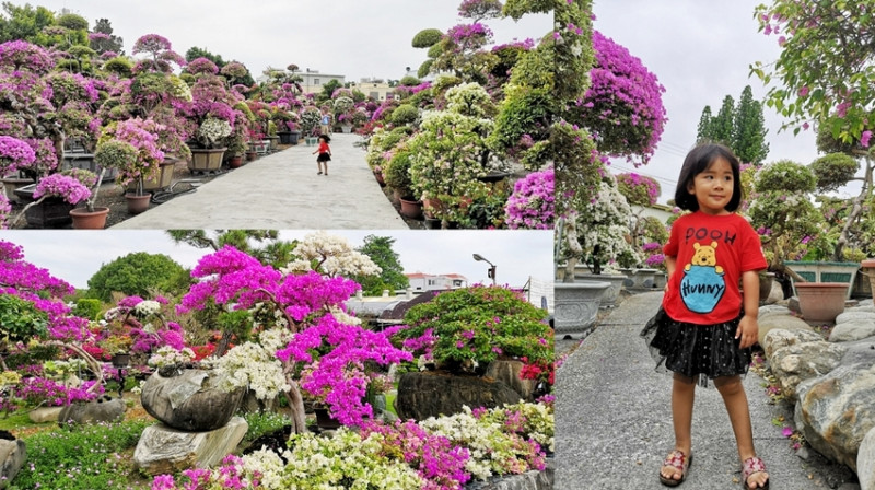 田尾景點_輝豐園藝-九重葛之家│花團錦簇的九重葛又開啦！愛伊特再跟大家分享另一個祕密九重葛~ - 愛伊特candy的分享樂園