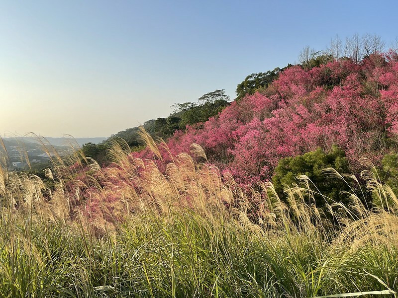 【台灣，桃園市，楊梅區】好美的賞櫻秘境～秀才登山步道。