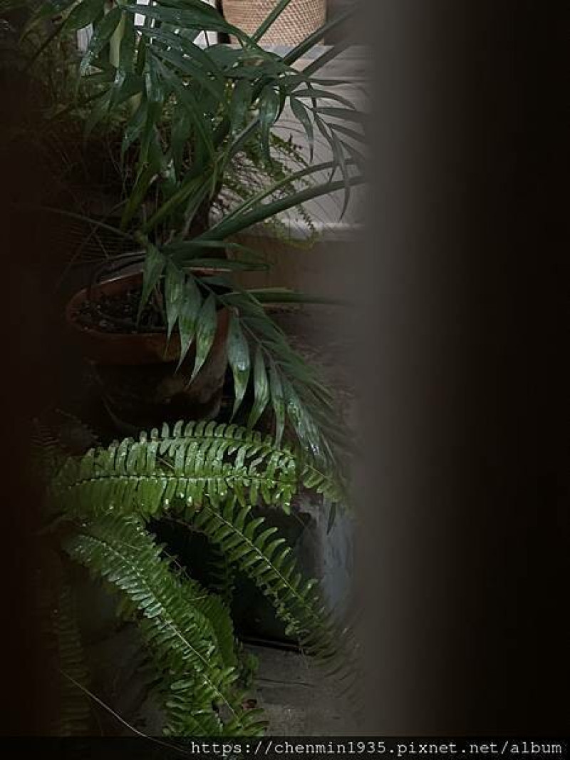 台南市北區-裏葉