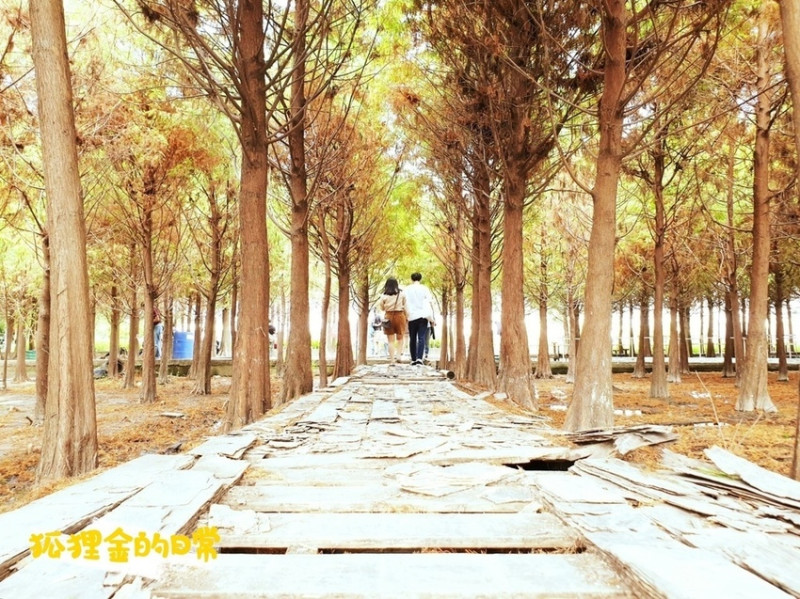 台中景點 │ 中科落羽松 怎麼拍都美IG打卡景點 獨特水中落羽松 畢業照、婚紗照、網美照熱門景點 台中在地小吃美食景點一日遊規劃