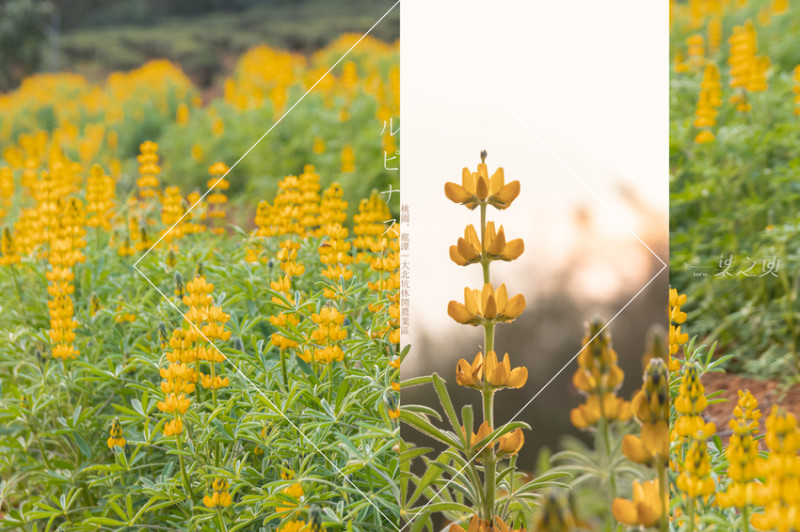 桃園龍潭戀戀魯冰花2020,夕陽餘暉下搖晃的黃澄,是預言著春天的來臨