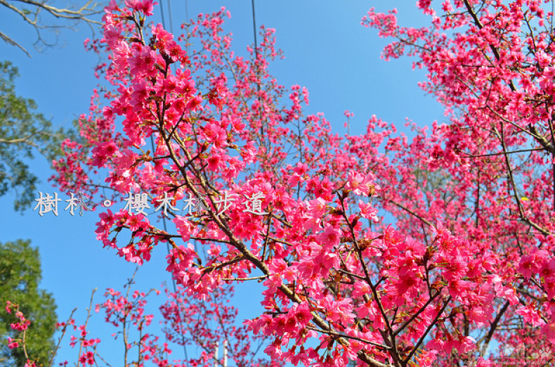 【新北。遊記】新北賞櫻秘境。樹林近郊登高望遠賞山櫻!! ─ 櫻木林步道(大同山)(2018/02/19花況：開花約六成)