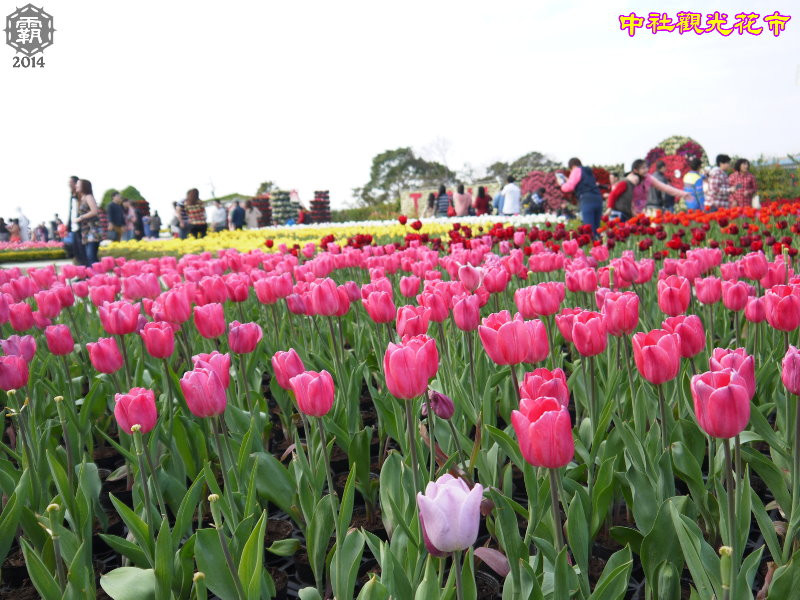 不用飛去荷蘭看鬱金香，中社觀光花市，2014鬱金香花季～