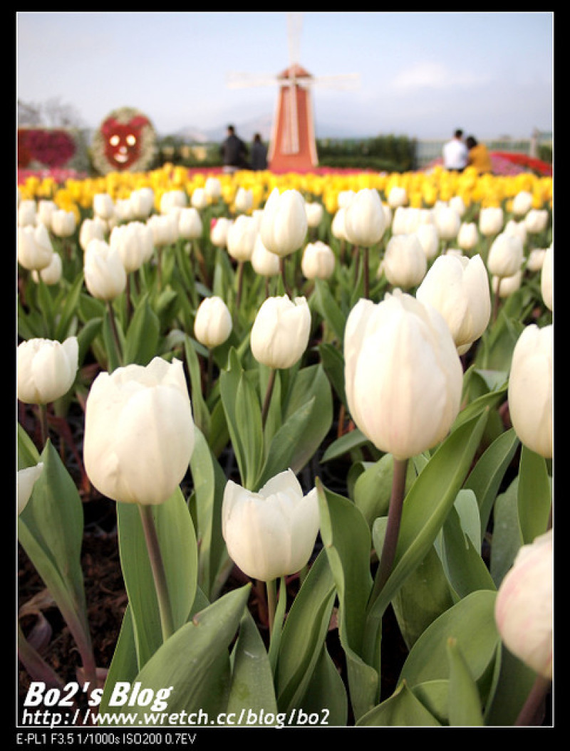 
臺中.后里-中社觀光花市-鬱金香百合花當道
