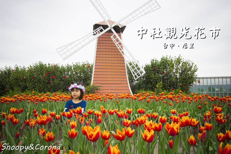 台中賞花景點／中社觀光花市～一年四季皆有大面積花海，賞花拍美照一次滿足