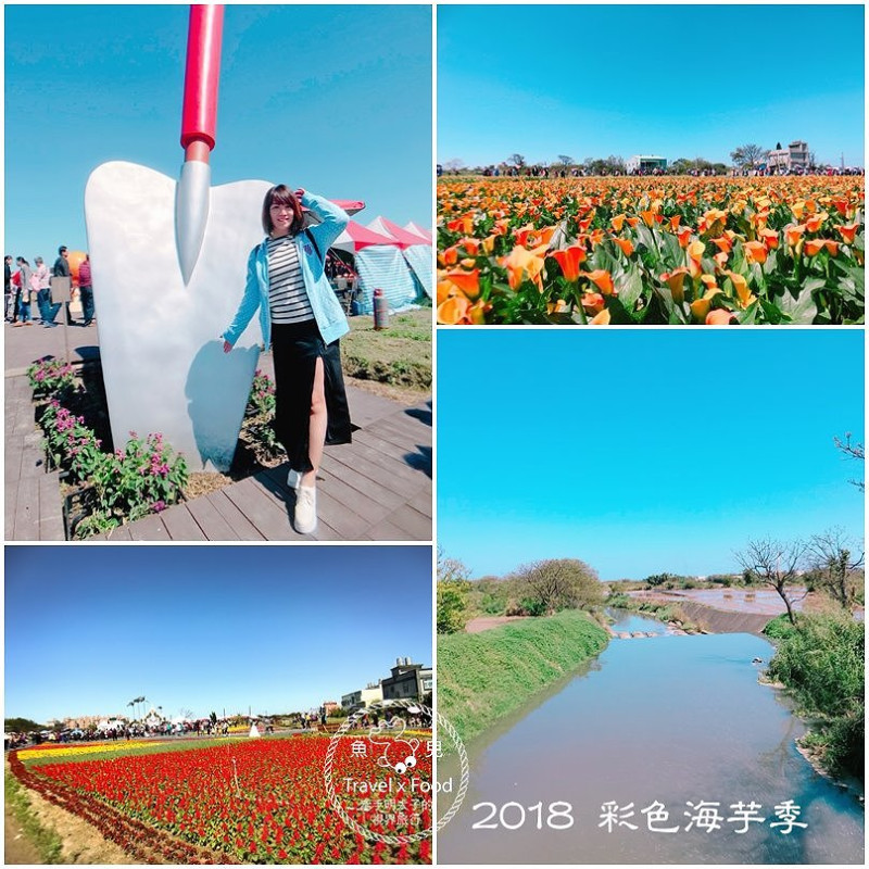 【遊】與你相芋｜2018 桃園彩色海芋季 @ 魚兒 x 牽手明太子的「視」界旅行