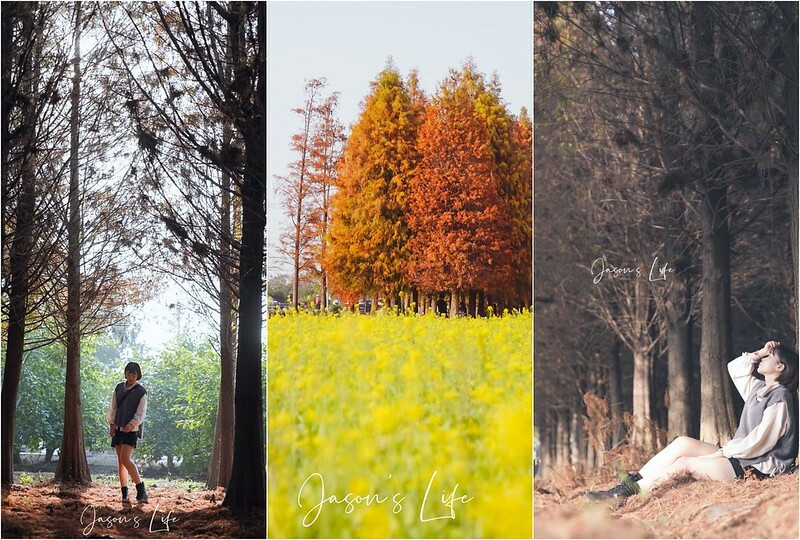 【台南六甲│景點】六甲菁埔埤落羽松。千棵落羽松，就在台南省道旁，油菜花和落羽松構成超美的畫面