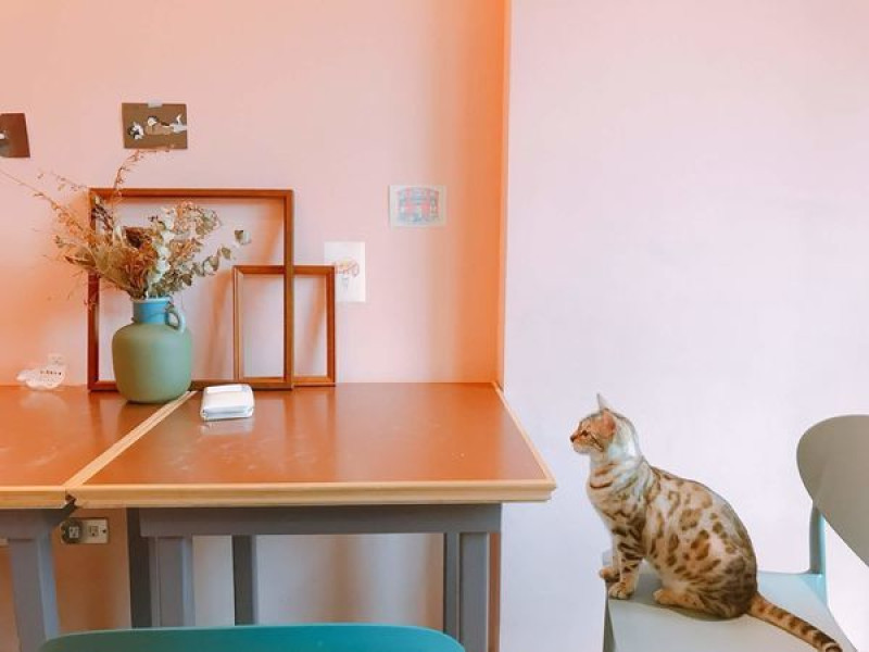 【宜蘭｜羅東美食】貓的生活提案｜貓奴尖叫吧！豪華貓咪遊樂園讓你和10隻貓咪近距離接觸~大推超在地鴨賞飯糰