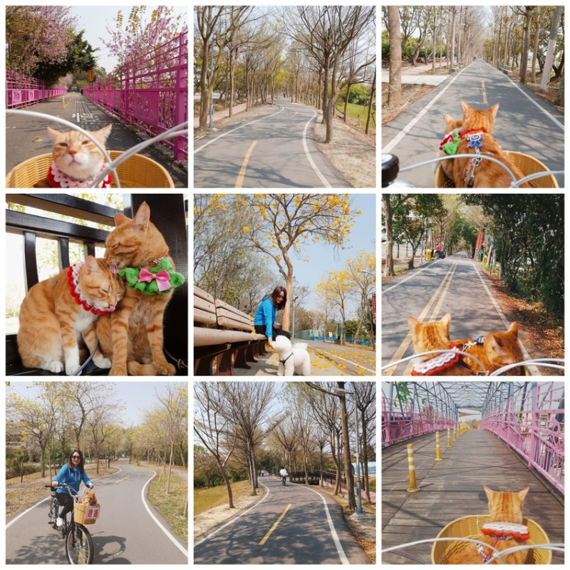 【台中.神岡區】潭雅神綠園道自行車。推逍遙鐵馬租車店。有親子車可載中型犬+協力車超好騎上坡都沒問題