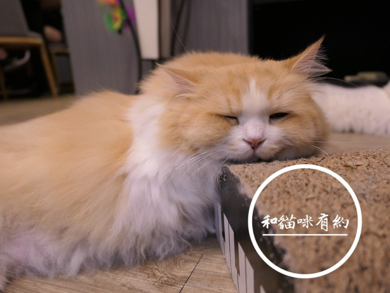FOOD｜台北松山—和貓咪有約｜極其療癒的貓咪主題咖啡廳