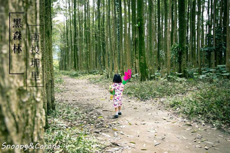 埔里景點／南投埔里黑森林～比直參天的黑板樹輕鬆拍出IG打卡美照