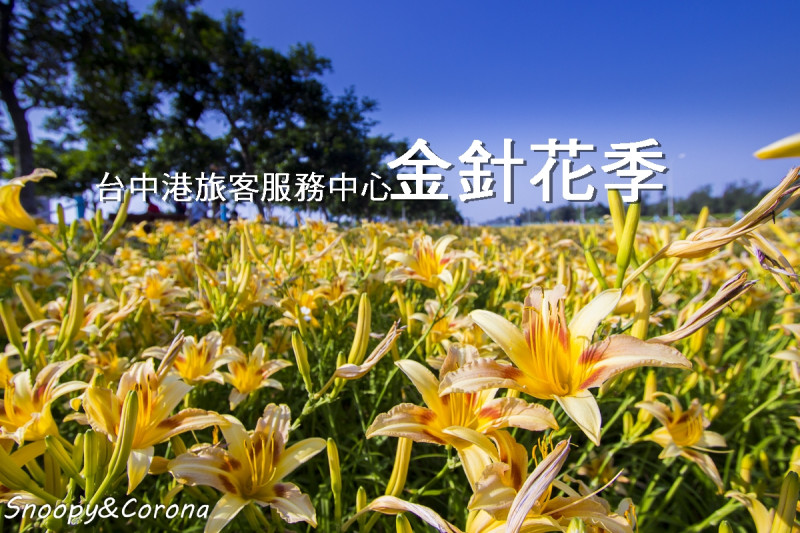 台中賞花景點／台中港旅客服務中心金針花季～不用辛苦跋涉上山在平地就能欣賞到黃澄澄的金針花海
