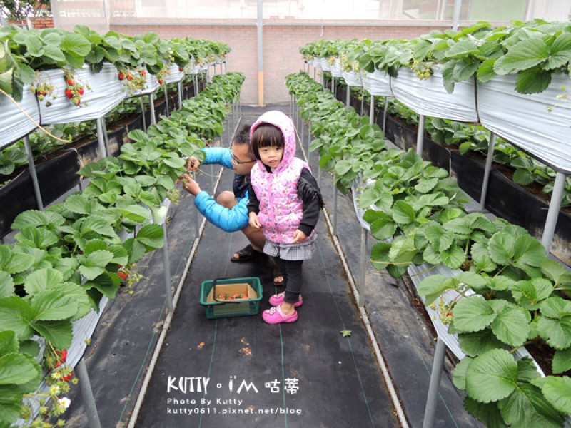 ▌竹北景點 ▌竹北也可以採草莓！滿足女兒草莓控！親親果農場-高架草莓(影片)