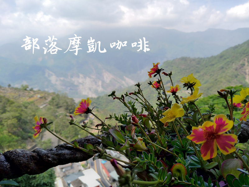 部落摩凱咖啡，給你霧台山上的美麗滋味