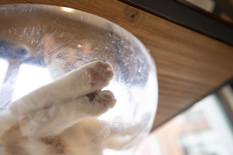 FunLife Gelato Cats Cafe - 應該是我目前去過最乾淨的貓咪咖啡店