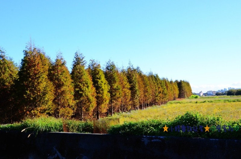 Ω寵物也可這樣玩Ω桃園八德霄裡里落羽松★小精靈胡扯蛋★2017.01.01
