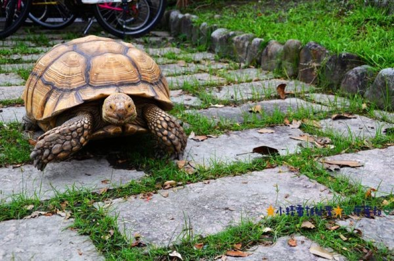 Φ寵物友善民宿Φ宜蘭樂狗堡寵物民宿★小精靈胡扯蛋★2015.10.03~04