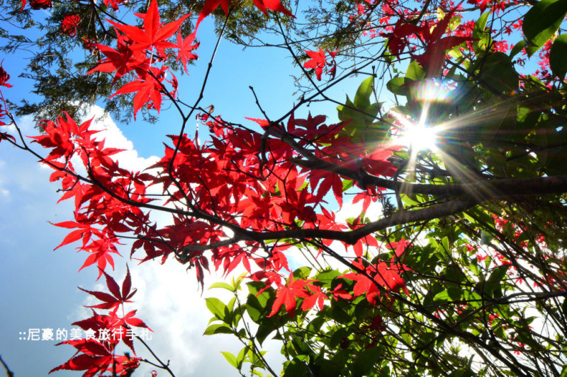 [宜蘭大同] 太平山國家森林遊樂區一日遊  高山湖泊翠峰湖  抓住楓紅的尾巴 宜蘭景點推薦遊記