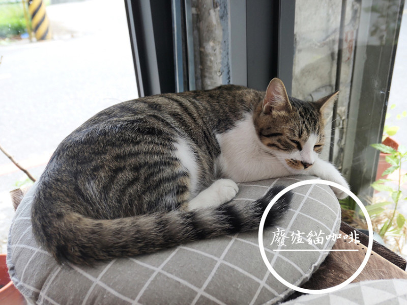 FOOD｜花蓮市區—廢墟貓廚房｜粗獷中帶著慵懶的貓咪咖啡廳｜美崙、濱海公園、花蓮高中