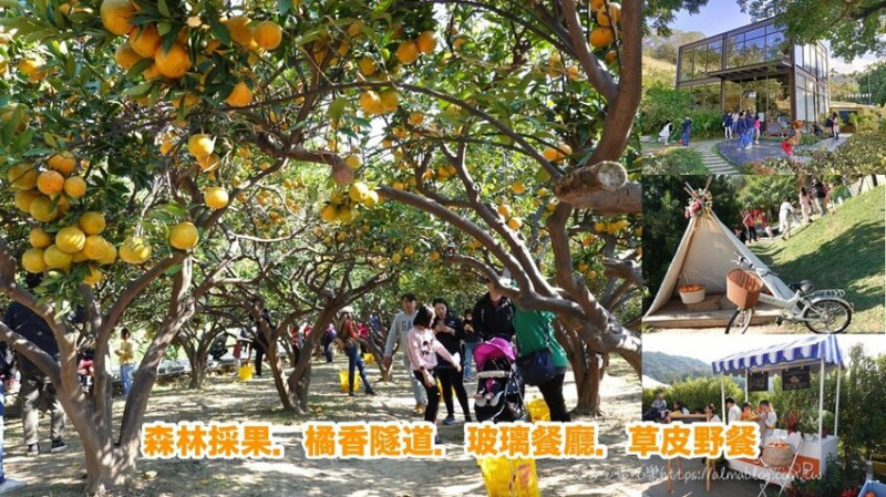 〖橙香森林〗體驗森林採果！愛麗絲仙境隧道．玻璃餐廳．大草皮帳篷拍照．現吃柑橘/門票全額折抵 - 艾瑪▪ 享受吃喝玩樂札記