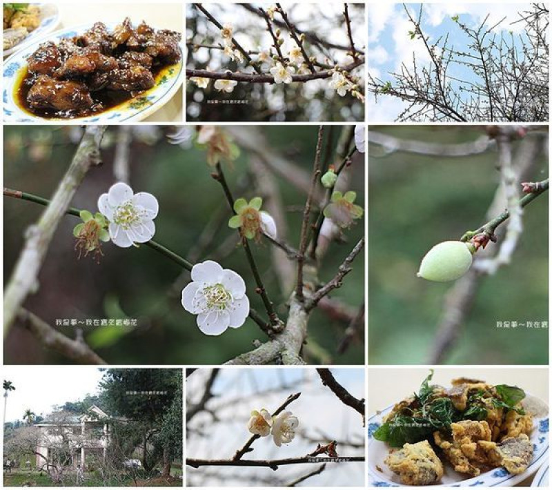 『高雄。2018六龜寶來賞梅花』～賴家古厝／梅礦民宿／交通資訊