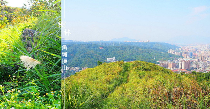 芒草季景點︱如何到達樹林三角埔頂山？
