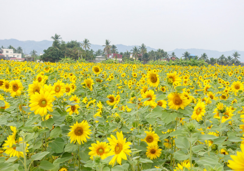 [高雄景點推薦]2019美濃杉林花海-免入場費~全台最大向日葵迷宮x彩色拼布花海~怎麼拍照都夢幻 - 美食好芃友