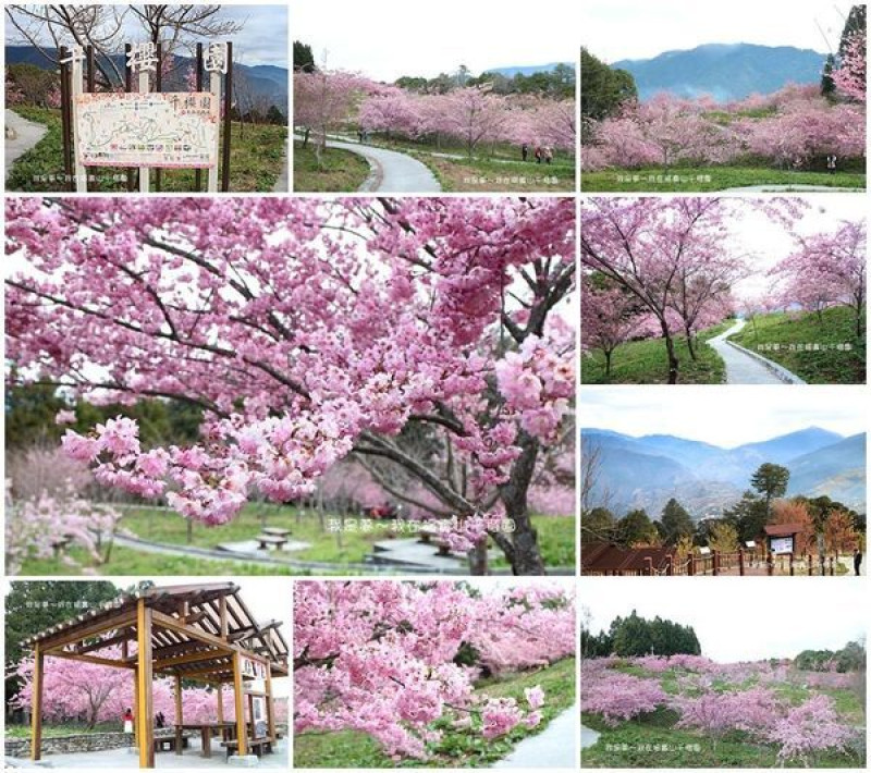 『台中。2019福壽山千櫻園』～免費賞櫻景點／山景遼闊／粉紅富士櫻