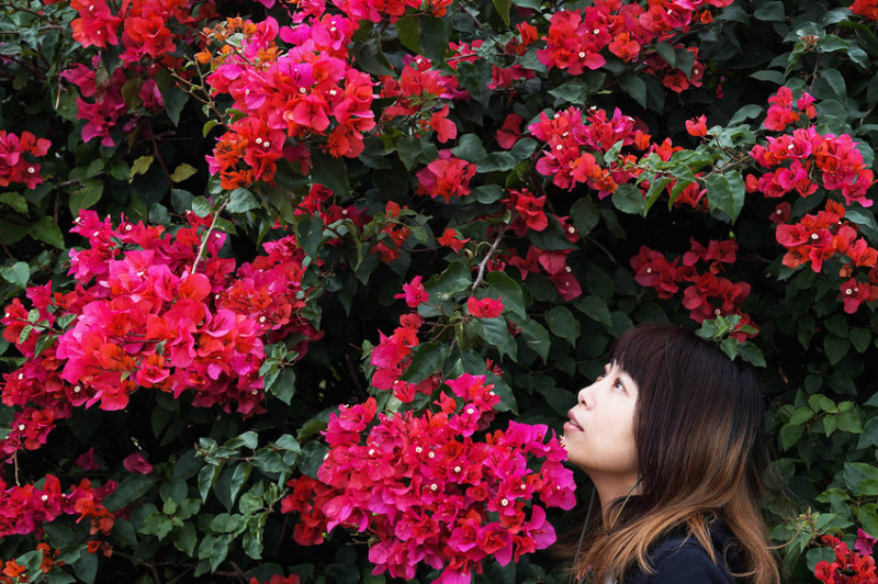 東大路九重葛花牆 | 台中景點推薦。搭配迷人的艷紅色澤，人物在鏡頭下彷彿就像一幅畫