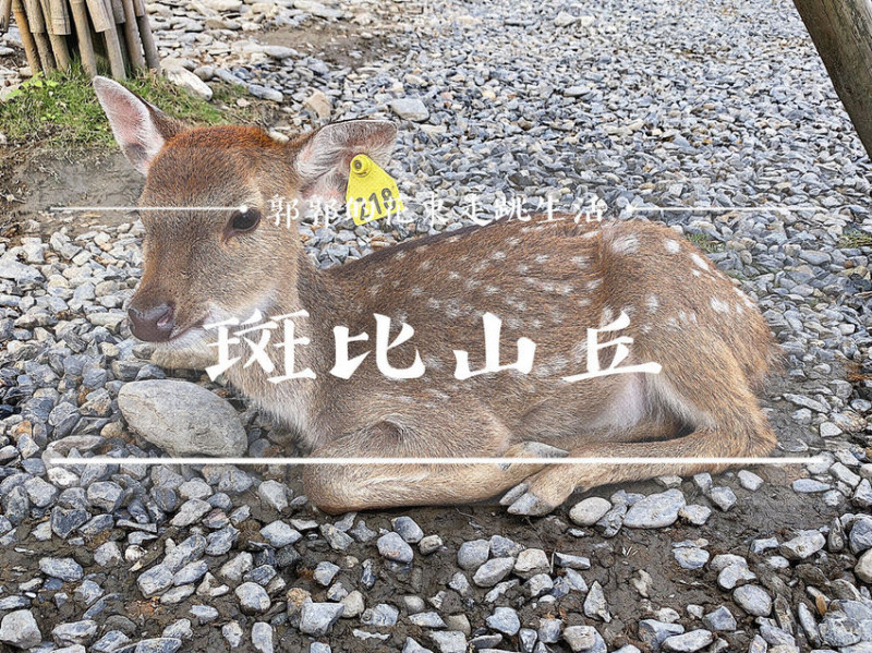【宜蘭遊記】斑比山丘Bambi Land／近梅花湖／小奈良餵鹿／美美子手做甜點／梅花鹿園區／