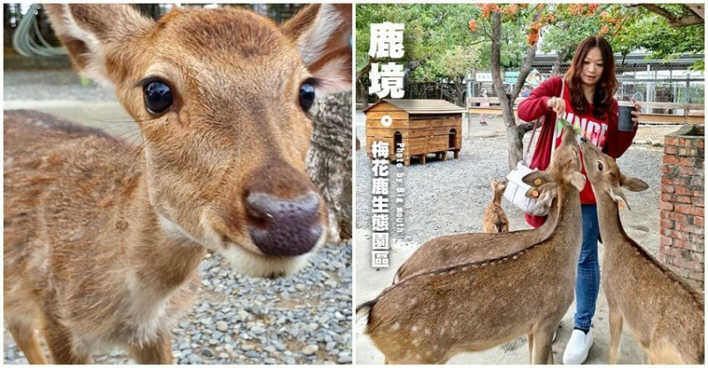 【屏東景點】鹿境梅花鹿生態園區．與小鹿近距離互動，墾丁親子遊推薦!
