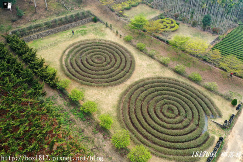 【南投。名間】同心雙圓茶園。蚊香茶園。來點一環茶香蚊香吧！空拍視野