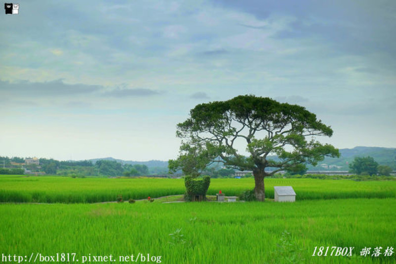 【苗栗。銅鑼】200年歷史田心伯公。龍貓土地公。自然田園風光