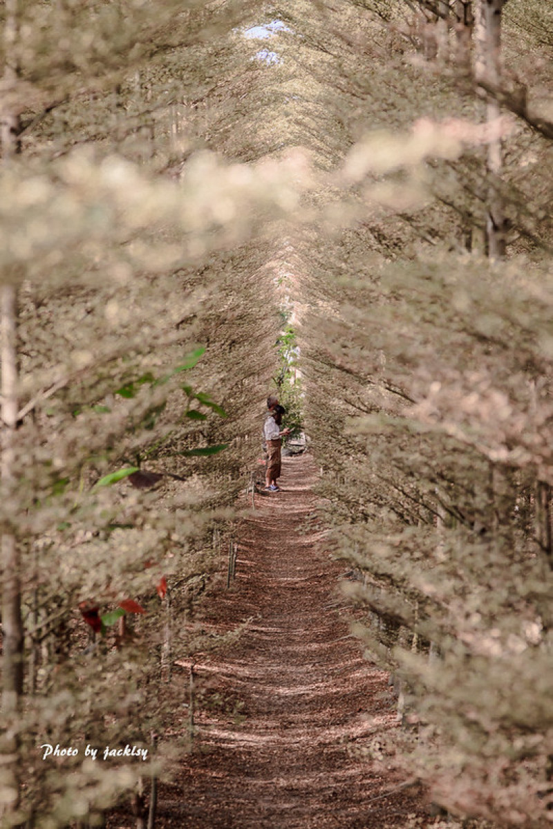 191026彰化-田尾小葉欖仁樹森林