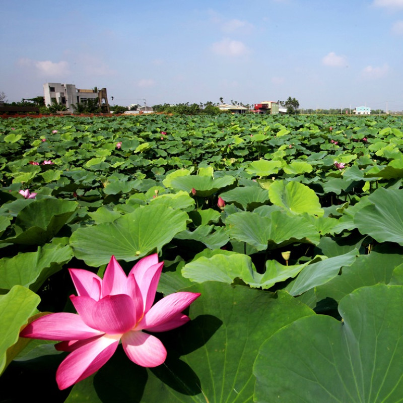 台南白河蓮花季周末登場！穿梭蓮田小徑的在地秘境報你知！