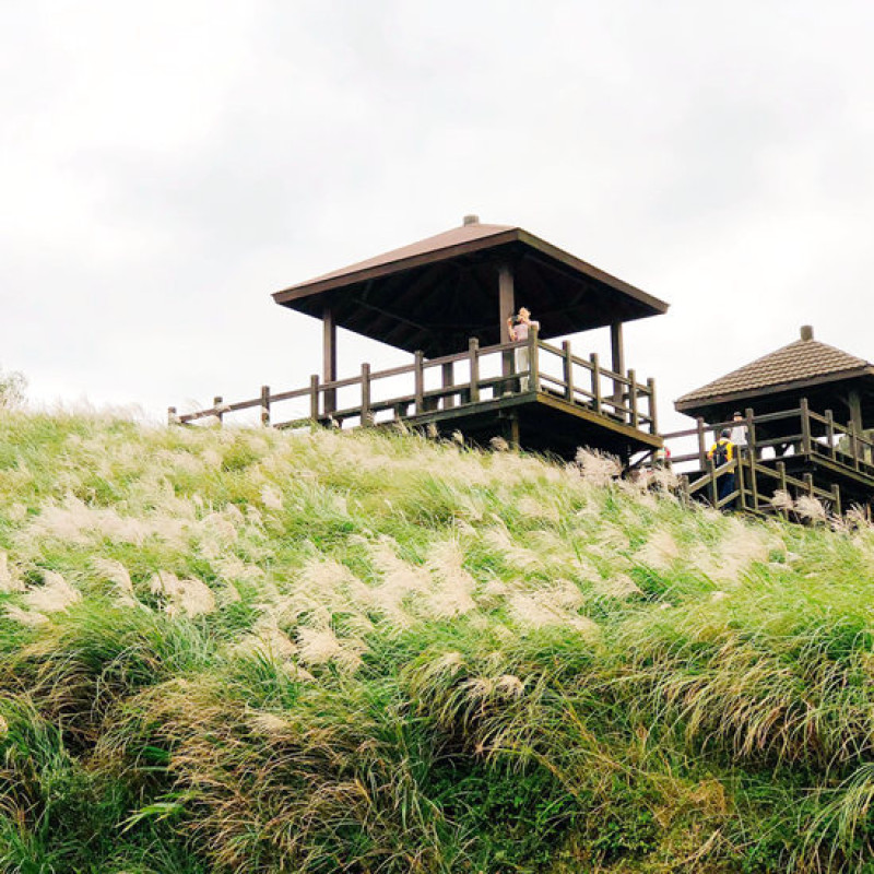 太夢幻，草嶺古道芒花季提早狂野放閃，網美網帥反手刀必衝！白色系浪漫景點期間限定，還有泡湯優惠加碼好康。
