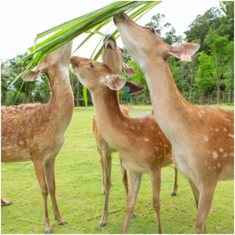 宜蘭說走就走！到冬山礁溪找鹿玩、喝咖啡，吃泉水豆花、走訪稻田美徑，一起展開超自然愜意的綠活小旅行。