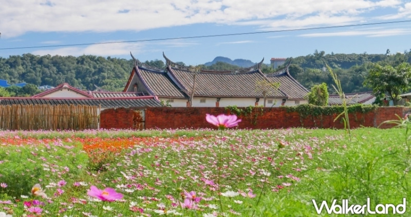 桃園人動起來搶拍一波！「2019桃園花彩節」11/9大溪搶先登場，必看大型花海圖騰、花田舞台，還有夜間七彩光球驚喜互動、50支向日葵免費帶回家，讓人直呼好好玩。