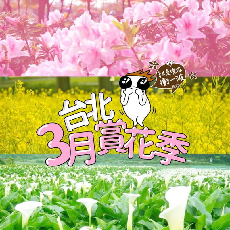 【窩畫家專欄】不必走出天龍國，台北市區3大花季現在衝最剛好！別再等到花兒都謝了，拍出人比花嬌就靠這一波！