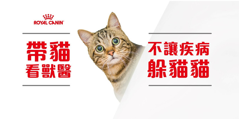 破解疾病躲貓貓！帶貓看獸醫領券現折500。