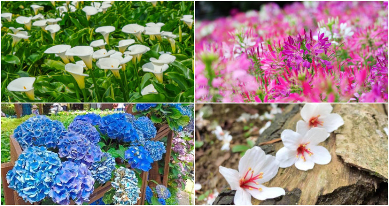 北台灣賞花攻略｜騎著歐兜邁賞花去，滿滿整遍的海芋、繡球花和油桐花，出遊騎車去吧。