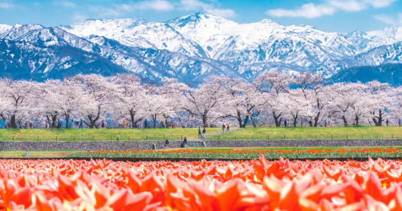 沉浸富山縣朝日町的魅力！探索春日奇蹟、翡翠海岸與千年茶文化。
